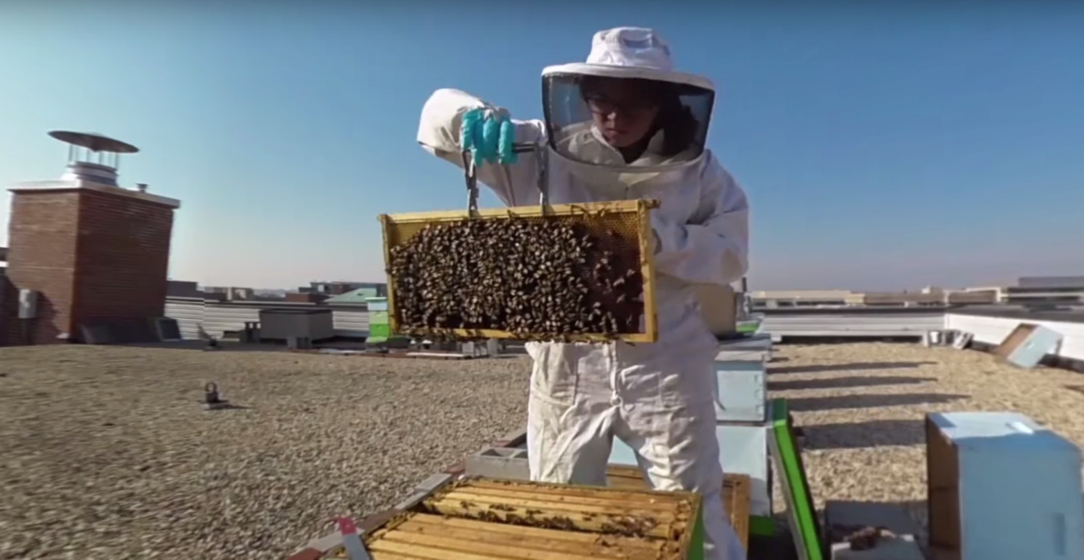 You&#039;ll want to grab a smartphone and the YouTube app to check out the 360-degree video that explores a partnership between GW and a nearby restaurant to, respectively, host honeybees and reap the rewards of their work with uber local honey. (Screen grab of 360 video)